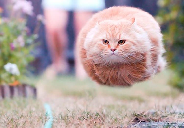 Create meme: cat , cat , flying round cat