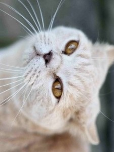 Create meme: cat, cat, Scottish fold cat