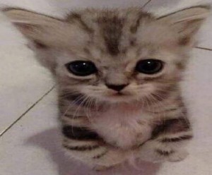 Create meme: kittens, kitten meme, angry cat