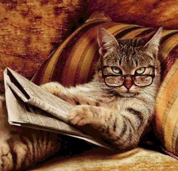 Create meme: cat smart , smart cats, The cat with glasses reads smart