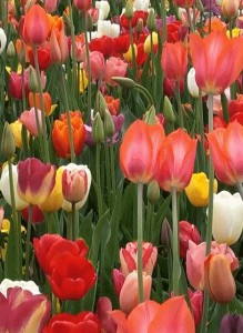 Create meme: tulip, Dutch tulips, tulips in spring