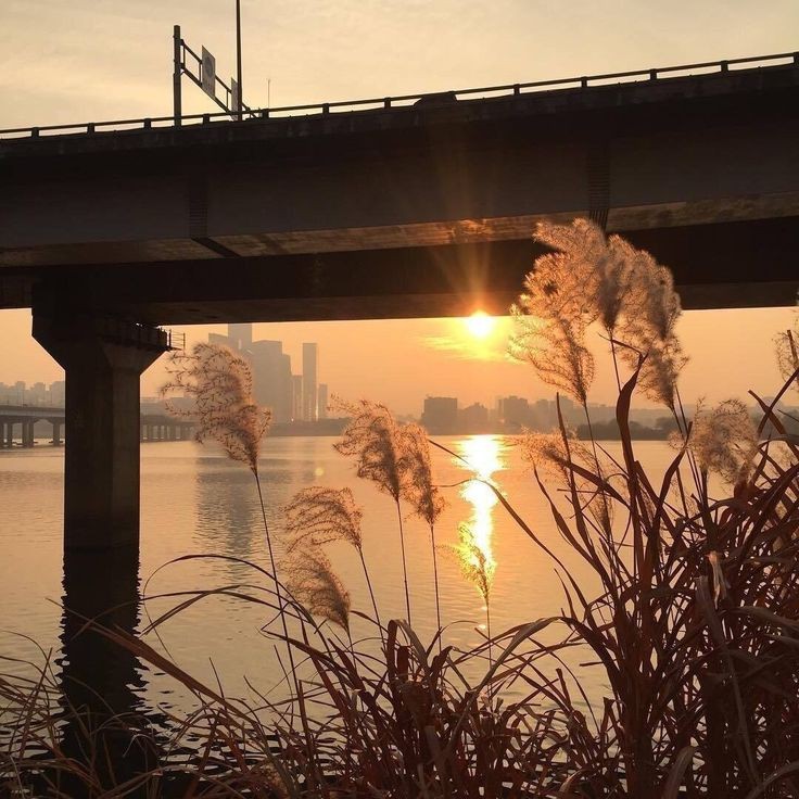 Create meme: bridge , dawn nature, landscape 