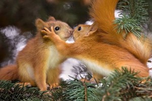 Create meme: red squirrel, squirrel forest, proteins animals