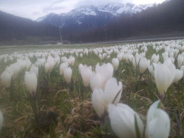 Create meme: crocus flowers, white crocuses, crocus