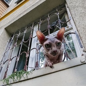 Создать мем: sphynx, донской сфинкс, котята канадского сфинкса