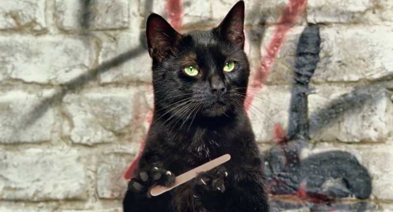 Create meme: The cat sharpens its claws, the cat saws his nails, the cat is black