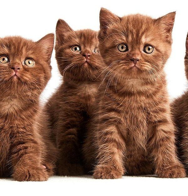 Create meme: The chocolate cat is British, chocolate briton kitten, The kitten is brown