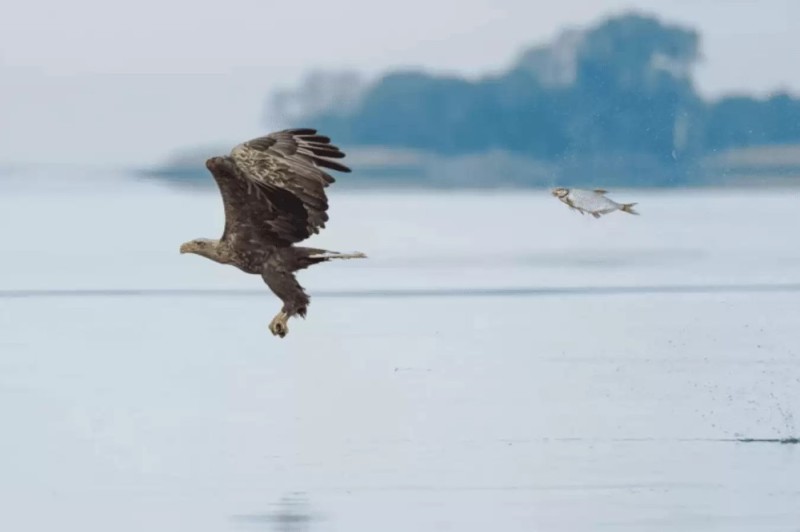 Create meme: white-tailed eagle, bird eagle, bird eagle