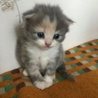 Create meme: adorable kittens, cute kittens, kitty 