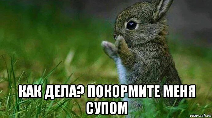 Create meme: The bunny is bored, cute Bunny, little bunny