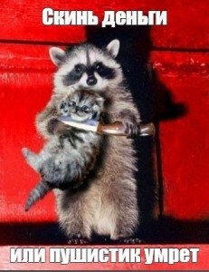 Create meme: photos raccoon, enotice, raccoons