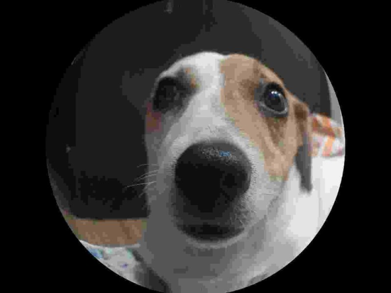 Create meme: jack russell, Jack Russell terrier kega, breed Jack Russell Terrier