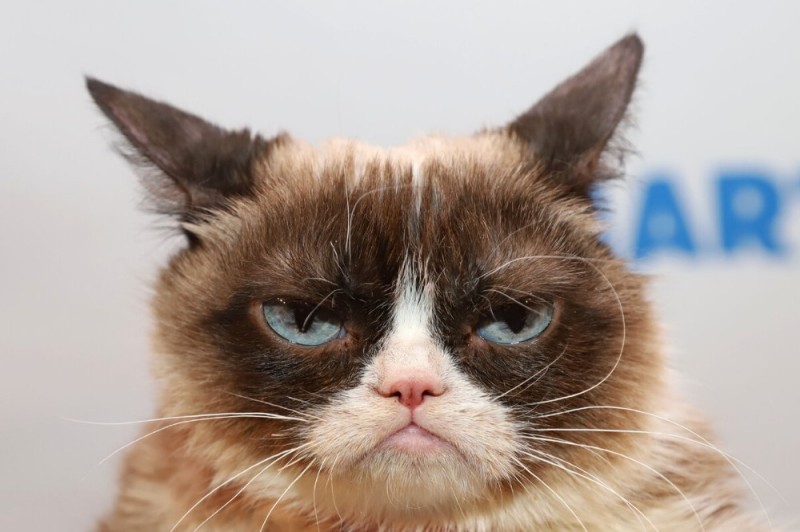 Create meme: gloomy cat, unhappy cat, always a disgruntled cat