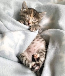 Создать мем: сонный котик, милые спящие котики, спящий котик