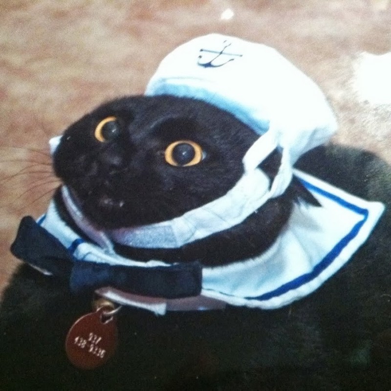 Create meme: your boat is ready captain, the sailor cat, cat sailor