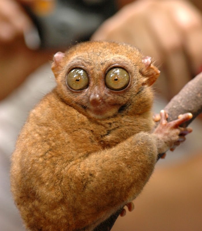 Create meme: the animal with the biggest eyes, tarsier animal, the Philippine tarsier 