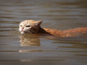 Создать мем: кошка, hurricane harvey, сердитый кот