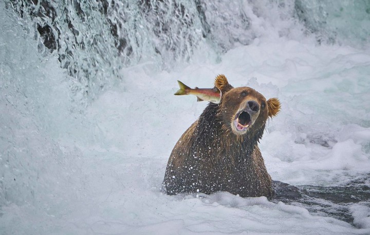 Create meme: bear catches salmon, bear with fish, funny