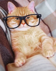 Create meme: red cat, cat with glasses