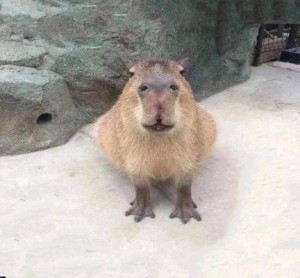 Create meme: capybara animal, rodent capybara, capybaras