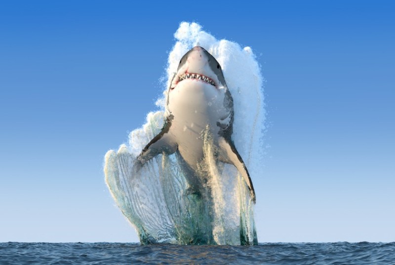 Create meme: shark shark, great white shark , white shark