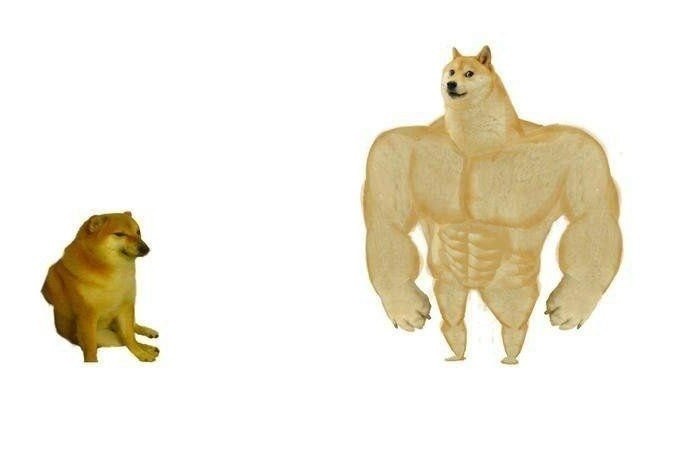 Create meme: dog Jock, a dog with muscles meme, doge is a jock