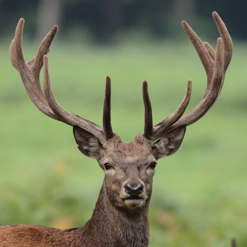 Create meme: animal deer , horned deer, deer 