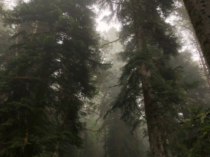 Create meme: the forest is dense, landscapes forest, forest fog