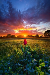 Create meme: flowers at sunset, beautiful dawn, field of tulips