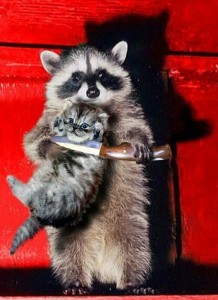 Create meme: enotik, a raccoon with a cat on hands, raccoon