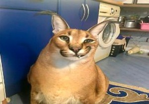 Create meme: Abyssinian cat