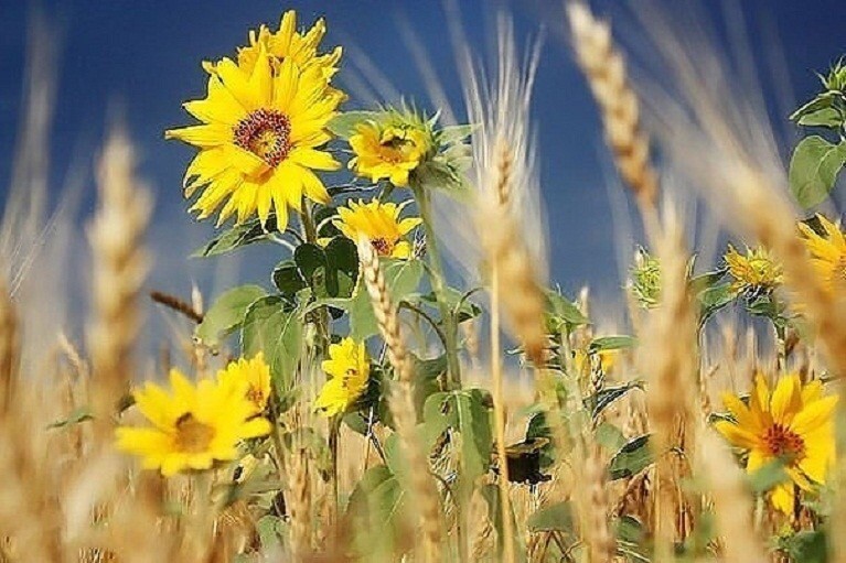 Create meme: field of sunflowers, sunflowers field, photos of sunflowers