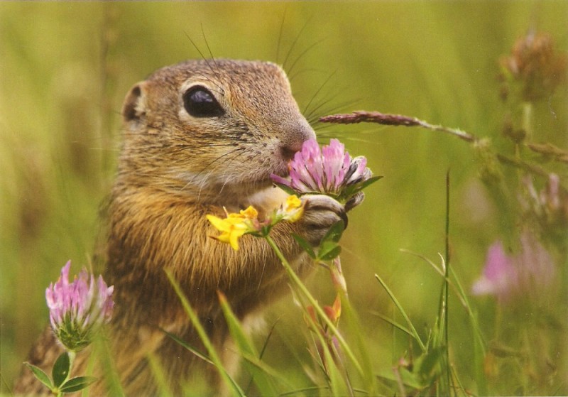 Create meme: gopher , the gopher is cute, gopher animal