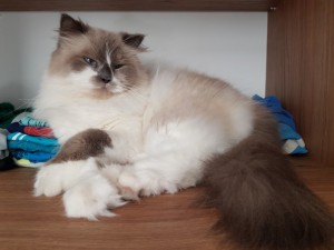 Create meme: ragdoll cat, the ragdoll cat mitted, cat breed ragdoll