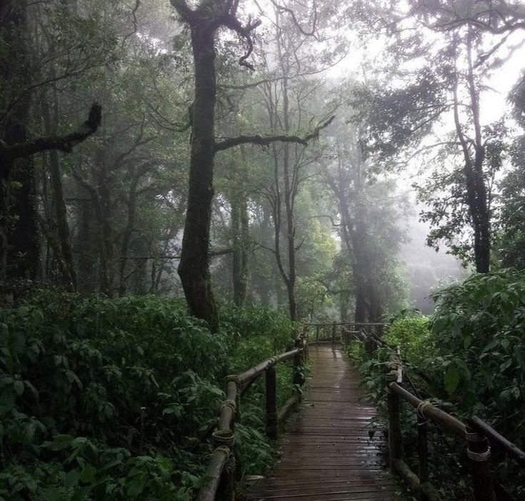 Create meme: gloomy paradise, Malaysia forests, darkness