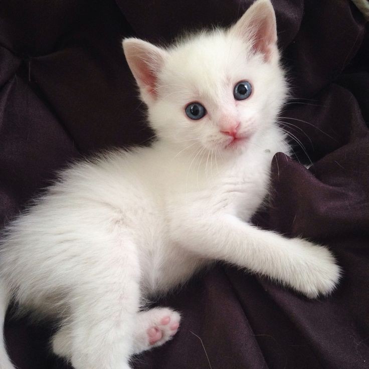 Создать мем: белые котята, порода турецкая ангора, сиамская ангорская кошка