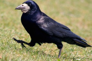 Create meme: Raven, shout rooks, rook bird