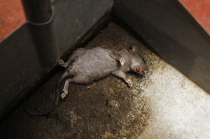 Create meme: rats in the house, dead rat, rat