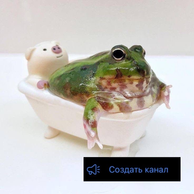 Create meme: toad frog, aesthetic frogs, the lake frog