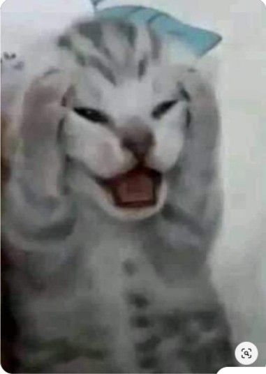 Create meme: The kitten screams a meme, cat , screaming cat 