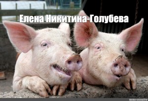 Create meme: pig, swine fever, African swine fever