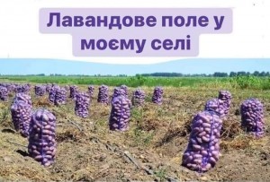 Create meme: potatoes in the field, potato cultivar gala
