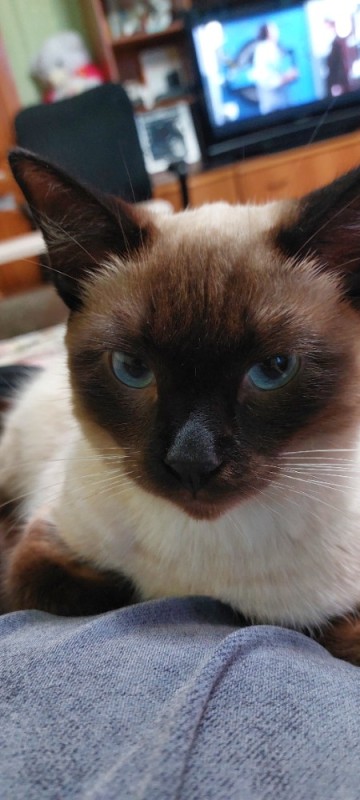 Create meme: thai siamese cat, siamese cat breed, the Thai cat 