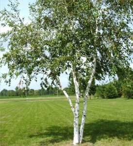 Create meme: birch, birch common, birch white