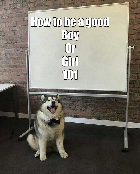 is it better to get a girl or boy dog