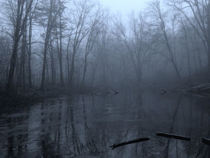 Create meme: Gloomy forests, The river, swamp swamp aesthetics