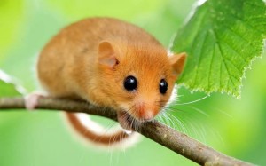 Create meme: forest Dormouse, pictures hazel Dormouse from the red book, hazel Dormouse