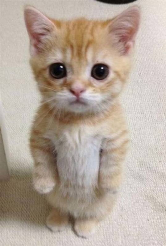 Create meme: cute kittens with inscriptions, sad cat , the begging cat