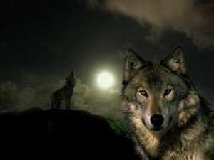 Create meme: grey wolf, wolf, wolf wolf
