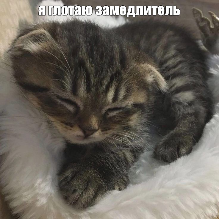 Создать мем: котики, спящие котята, спящий котенок